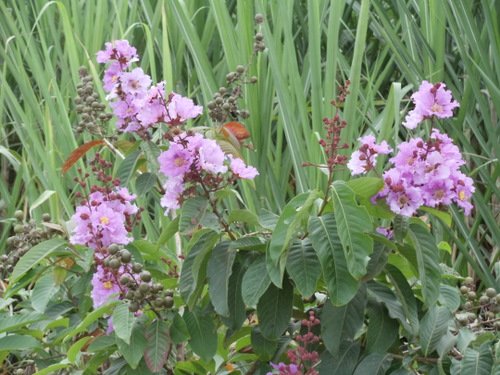 Roadside flower.